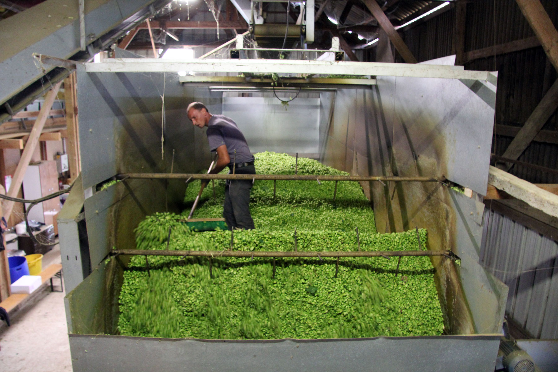 Récolte et Réception du Houblon