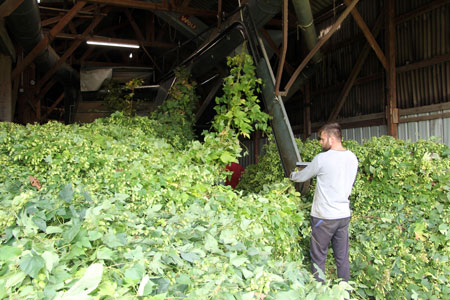 Récolte et Réception du Houblon