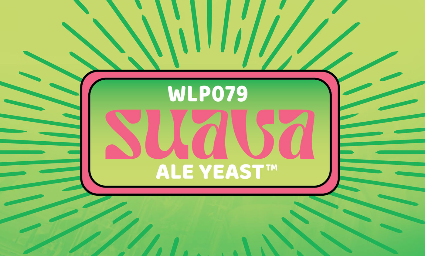 levure bière ipa neipa Suava WLP079