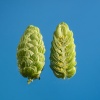 barbe-rouge-houblon-biere-brasserie-comptoir-agricole-france-alsace