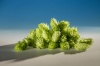brewers-gold-houblon-biere-biere-brasserie-comptoir-agricole-france-alsace