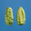 mistral-houblon-biere-biere-brasserie-comptoir-agricole-france-alsace