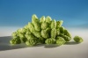 nugget-houblon-biere-biere-brasserie-comptoir-agricole-france-alsace