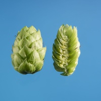 aramis-houblon-biere-biere-brasserie-comptoir-agricole-france-alsace