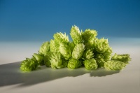 brewers-gold-houblon-biere-biere-brasserie-comptoir-agricole-france-alsace