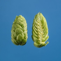 cascade-houblon-biere-biere-brasserie-comptoir-agricole-france-alsace