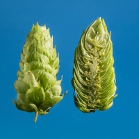 columbus-houblon-biere-biere-brasserie-comptoir-agricole-france-alsace