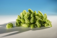 fuggle-houblon-biere-biere-brasserie-comptoir-agricole-france-alsace