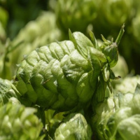 houblon-terorem-biere-ale-ipa-aromatique-tropical-ananas-agrume