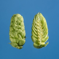 mistral-houblon-biere-biere-brasserie-comptoir-agricole-france-alsace