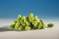 savinjski-golding-houblon-biere-biere-brasserie-comptoir-agricole-france-alsace
