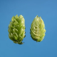 strisselspalt-houblon-biere-biere-brasserie-comptoir-agricole-france-alsace