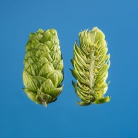 triskel-houblon-biere-biere-brasserie-comptoir-agricole-france-alsace