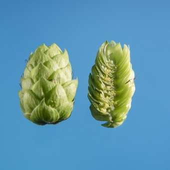 aramis-houblon-biere-biere-brasserie-comptoir-agricole-france-alsace
