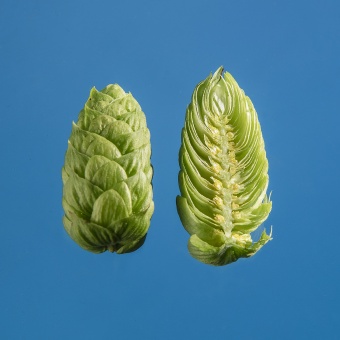 cascade-houblon-biere-biere-brasserie-comptoir-agricole-france-alsace