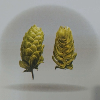 houblon-elixir-hop