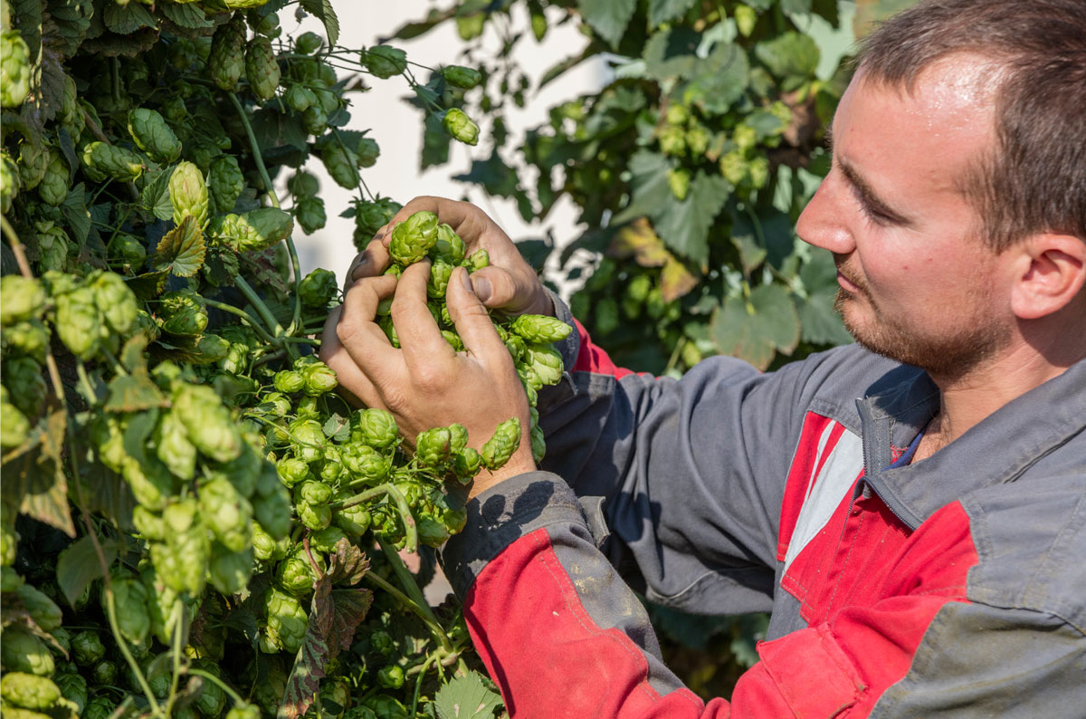 houblon houblonniere bio biere comptoir agricole france alsace