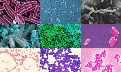 bacteries levures brassage biere