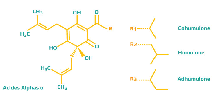Acides Alpha α houblons biere et Cohumulone, Humulone et Adhumulone