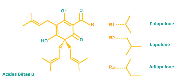 Acides Bêtas β houblons biere et Colupulone, Lupulone et Adlupulone