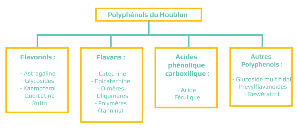 polyphenols tannins du houblon biere