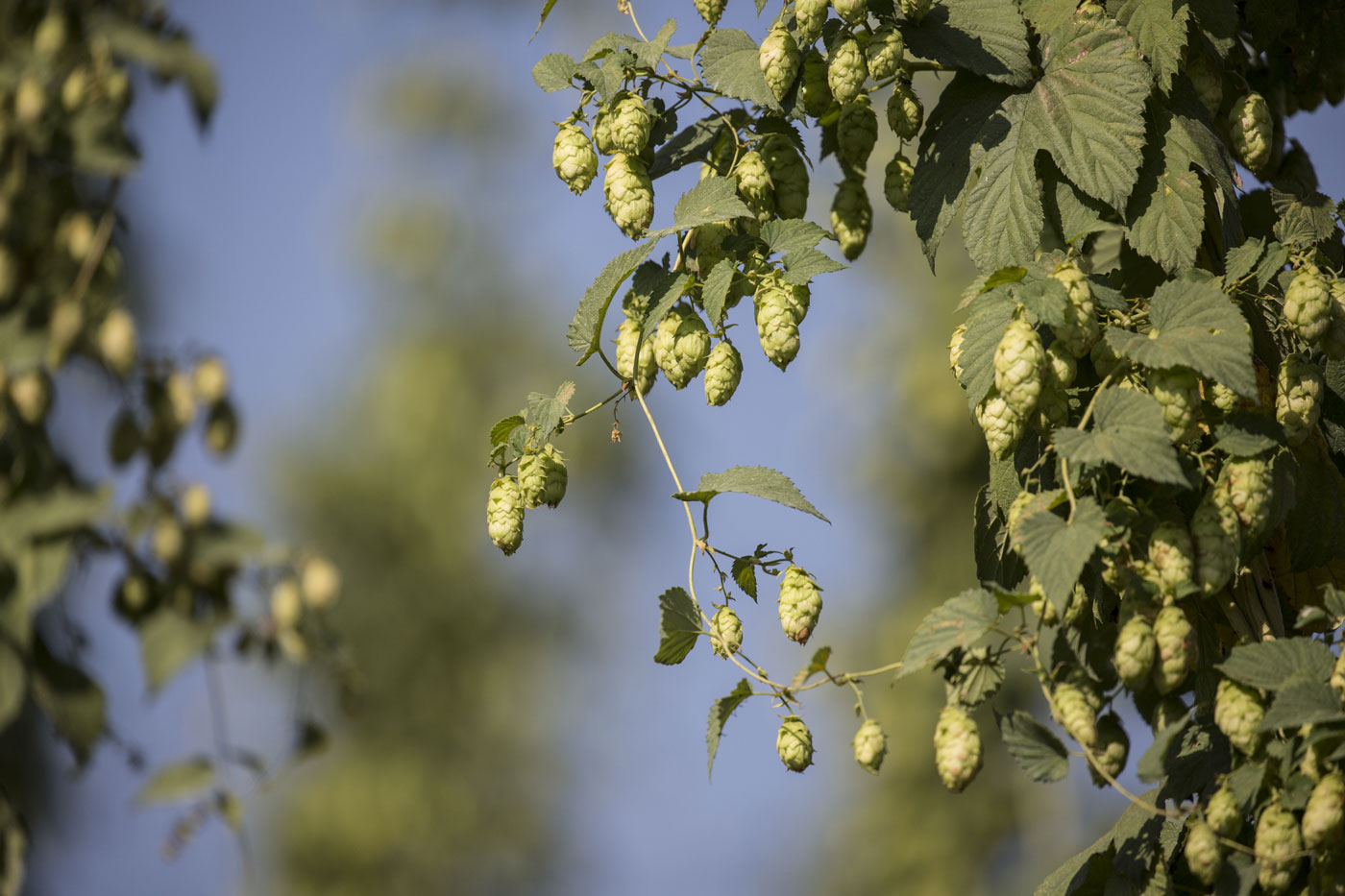 houblon Barbe Rouge