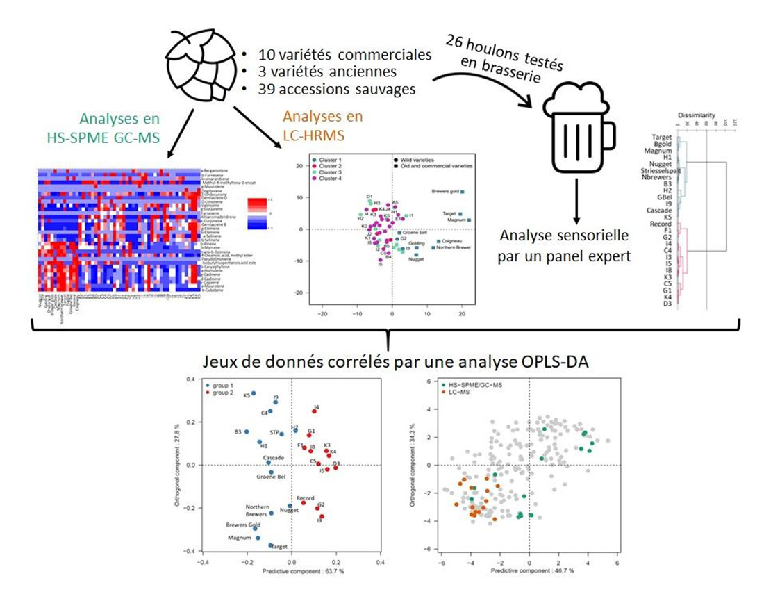 analyses houblons sauvages nord france