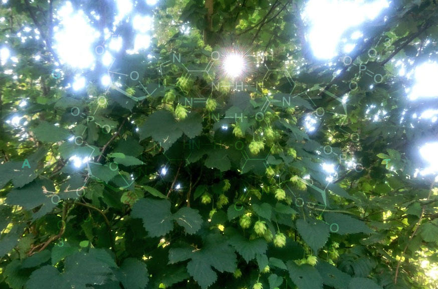 Houblon Sauvage
