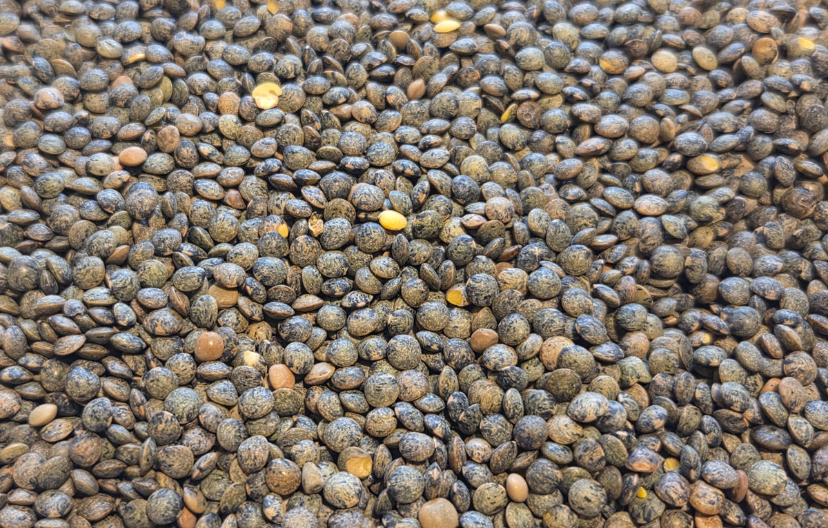 lentilles vertes
