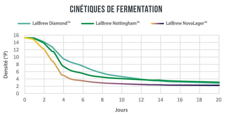 cinetiques de fermentation levure biere lager