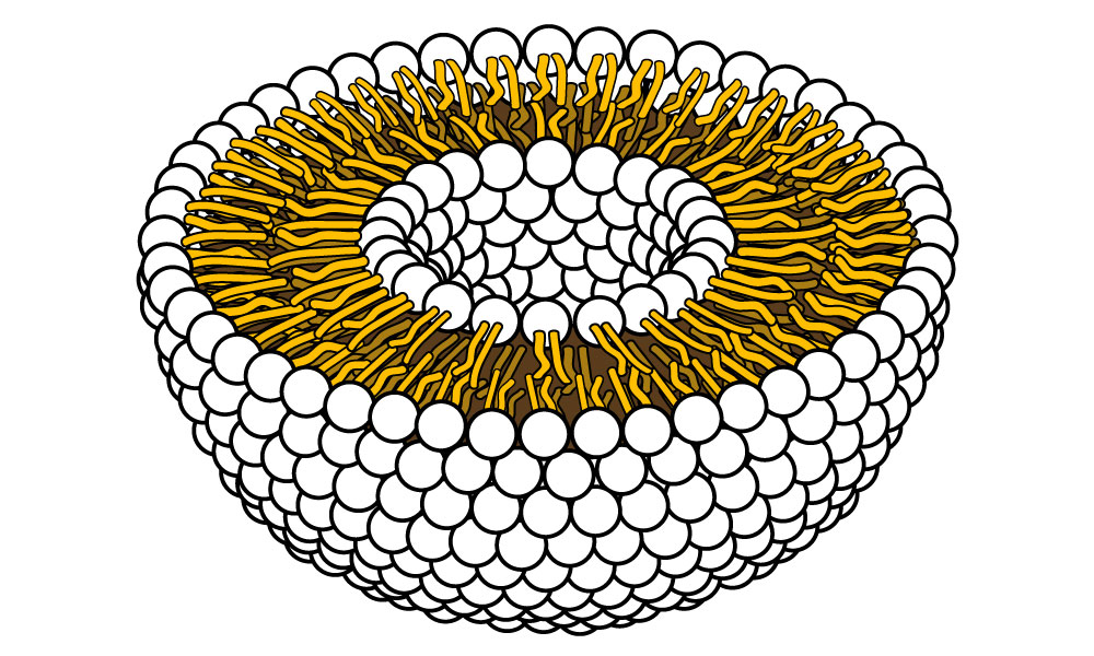 liposome