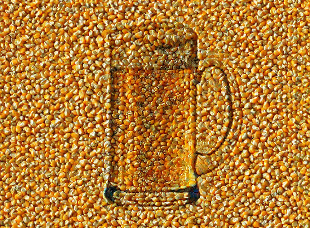 Biere brassage avec Maïs