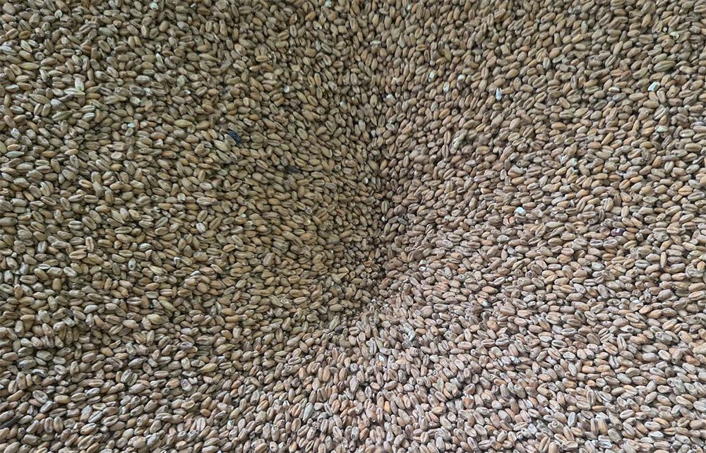 malts concassage