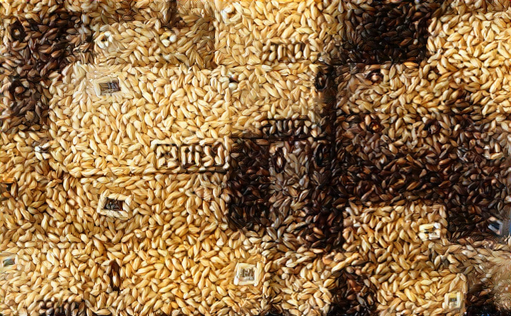 conservation malts en brasserie