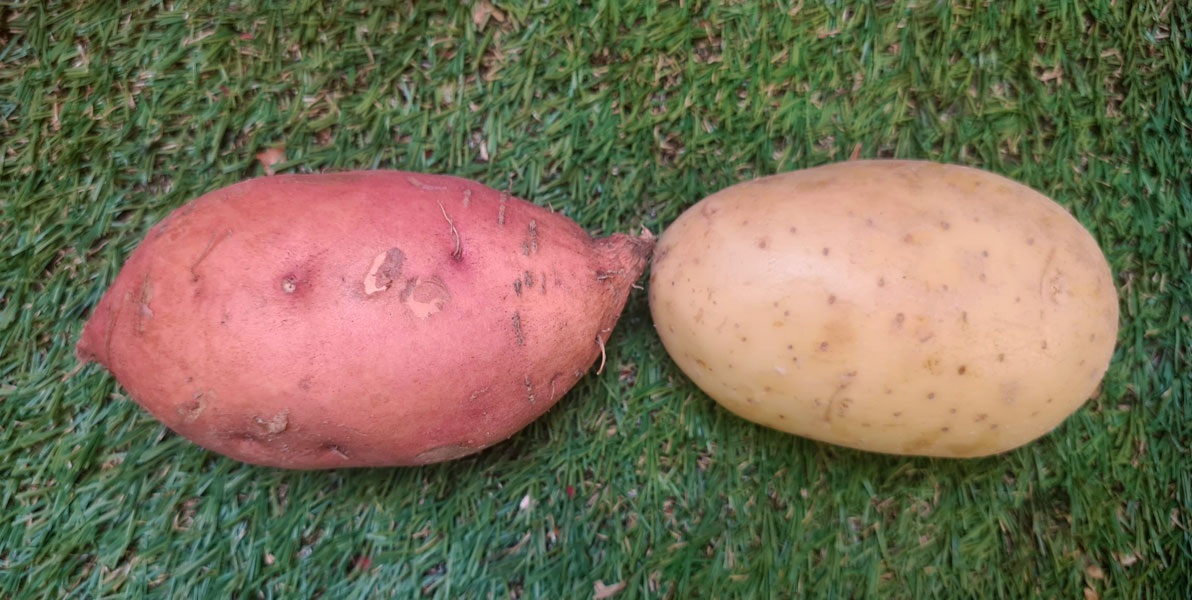 patate douce pomme de terre