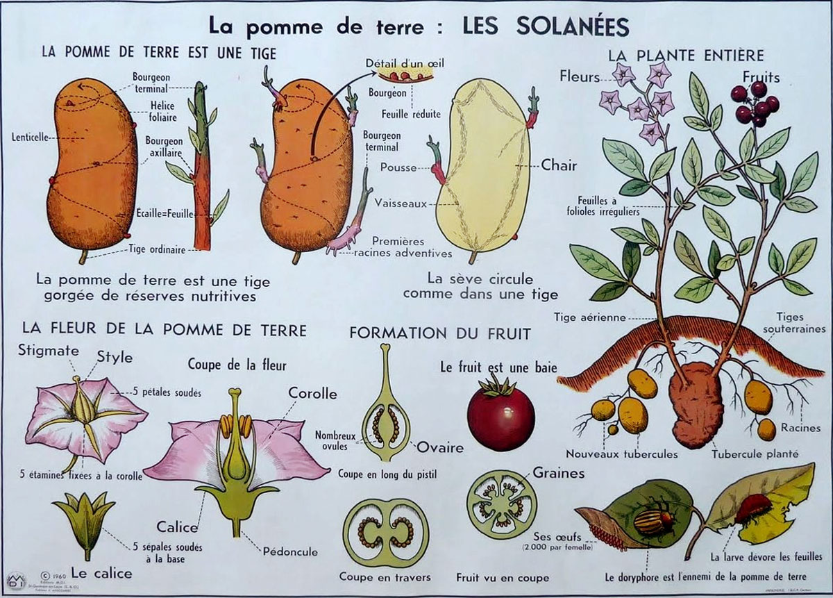 pomme de terre solanees affiche scolaire ancienne