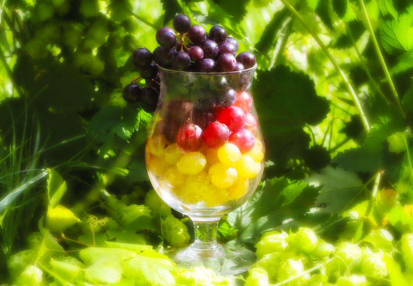 Bière hubride vin au raisin, Oenobiere, viere, grape ale