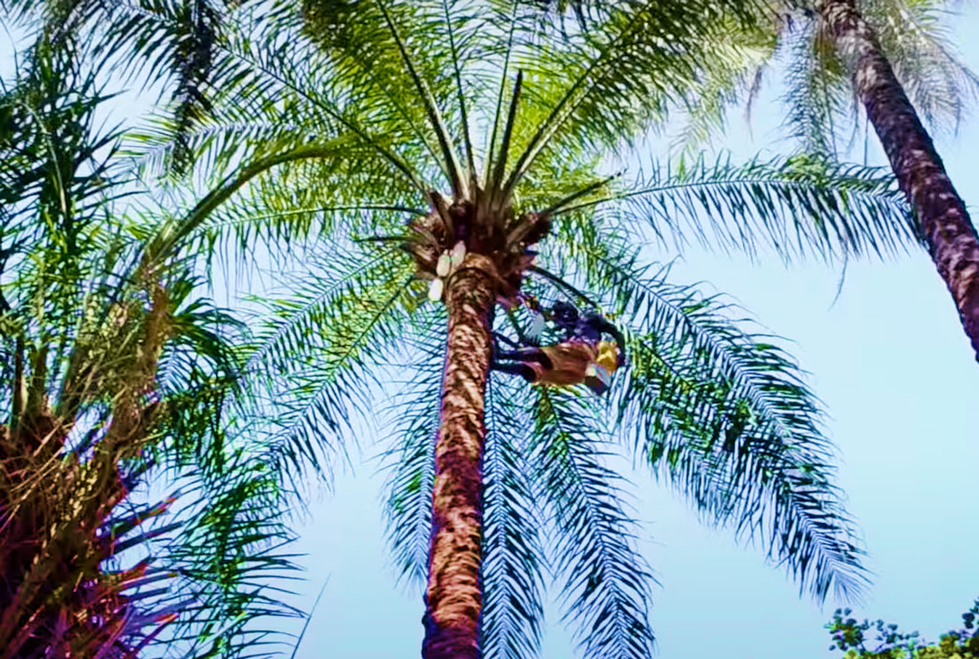 fabrication recolte vin de palme odontol