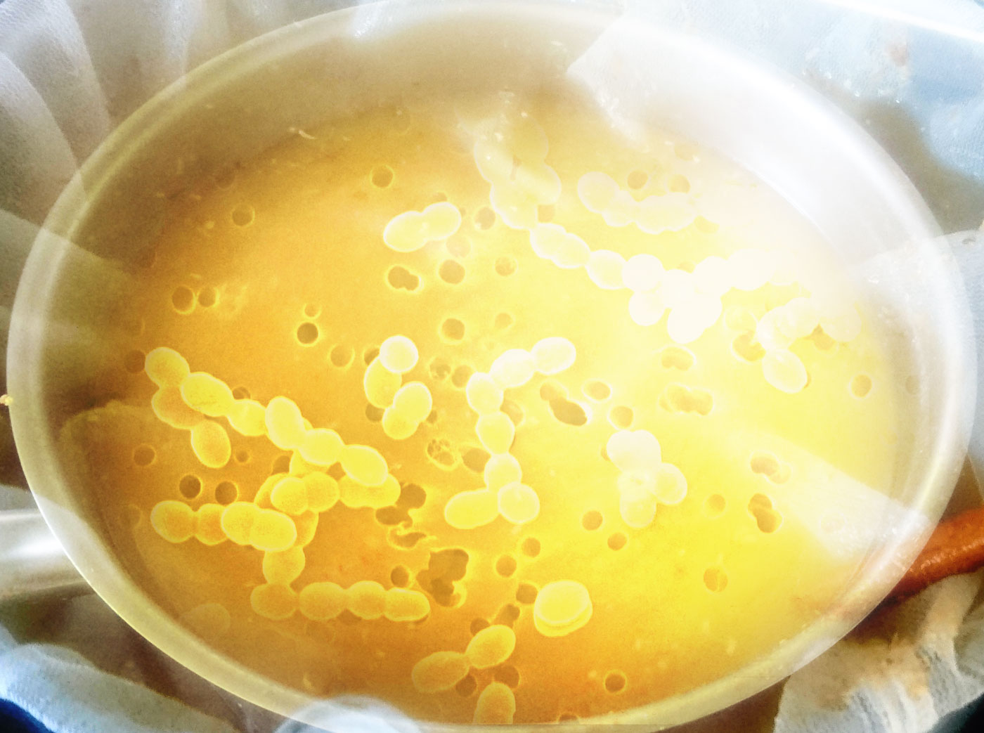 bacteriologies acides ph biere stabilite biologique